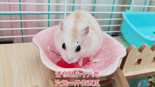 仓鼠袋工厂大亨手游官方版免费下载v1.0.14 第2张 仓鼠袋工厂大亨手游官方版免费下载v1.0.14 第2张
